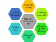 7 VIỆC CẦN LÀM ĐỂ XỬ LÝ AO NUÔI THỦY SẢN SAU MƯA LŨ