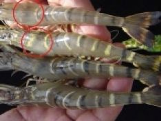 Bệnh đầu vàng trên tôm sú: Nguyên nhân và cách phòng trị