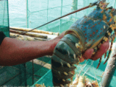 BỆNH DO VIBRIO PARAHAEMOLITYCUS TRÊN TÔM HÙM