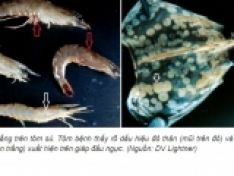 Bệnh đốm trắng ở tôm nuôi và công nghệ nuôi tôm nhằm phòng bệnh đốm trắng