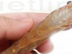 Bệnh đóng rong, đóng nhớt trên tôm