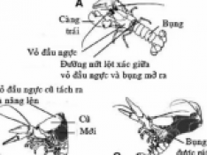 Các yếu tố ảnh hưởng đến quá trình lột xác của tôm