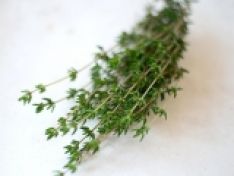  CỎ XẠ HƯƠNG - THẢO DƯỢC CHO TÔM