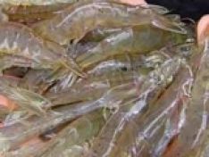 Đặc điểm của các dòng lợi khuẩn Bacillus spp. từ tôm thẻ chân trắng (Litopenaeus vannamei) ở tỉnh Ki