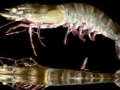 ĐIỀU GÌ XẢY RA TRÊN TÔM NHIỄM VIBRIO HARVEYI VÀ V. PARAHAEMOLYTICUS