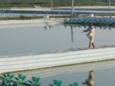 DINH DƯỠNG CHO AO NUÔI MẬT ĐỘ CAO