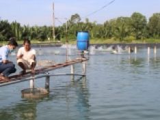 Giá thức ăn tôm tăng không biết đâu mà lần, nông dân đành phải làm điều này