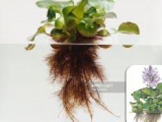 LỤC BÌNH GIÚP LÀM GIẢM DƯ LƯỢNG ĐỒNG TRONG CƠ THỊT CÁ
