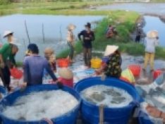 Mô hình ‘Con tôm ôm cây lúa’ lên tầm cao mới