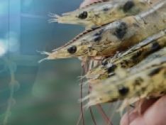 Nguyên lý phòng bệnh tổng hợp trong nuôi trồng thuỷ sản  