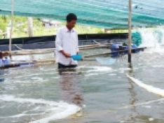 NGUYÊN TẮC “5 ĐÚNG” TRONG PHÒNG VÀ TRỊ BỆNH THỦY SẢN