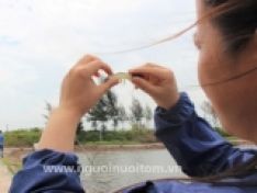 Phòng trị bệnh phân trắng trên tôm bằng thảo dược