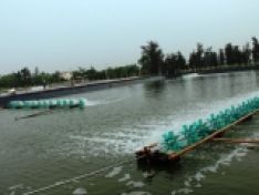 Sử dụng hiệu quả vi khuẩn nitrat hóa
