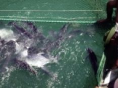 Thử nghiệm ương nuôi cá bè quỵt (Caranx ignobilis) giai đoạn ấu trùng thành cá giống