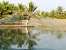 Thực trạng nuôi cá tra giống, tôm thẻ chân trắng ở Đồng Tháp Mười