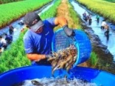 Thủy sản Việt Nam nắm bắt cơ hội từ các FTA
