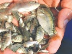 TINH DẦU THẢO DƯỢC MỚI TRỊ KÝ SINH TRÙNG TRÊN CÁ