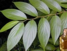TRỊ KÝ SINH TRÙNG TRÊN CÁ BẰNG LÁ CÂY TIÊU