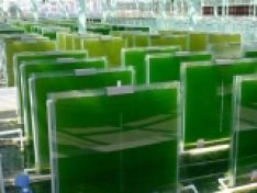 ỨNG DỤNG CÔNG NGHỆ VI TẢO KIỂM SOÁT DỊCH BỆNH TRÊN TÔM CÁ