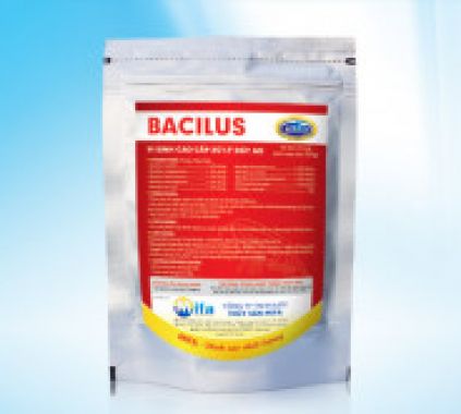BACILUS