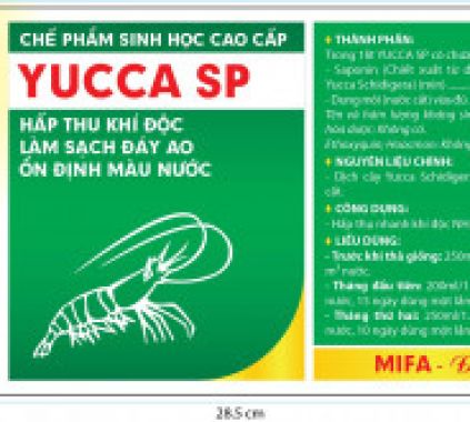 YUCCA SP